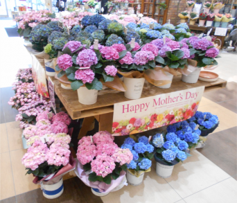 まだ間に合う！イオンタウン仙台泉大沢で母の日のプレゼント探し！！
