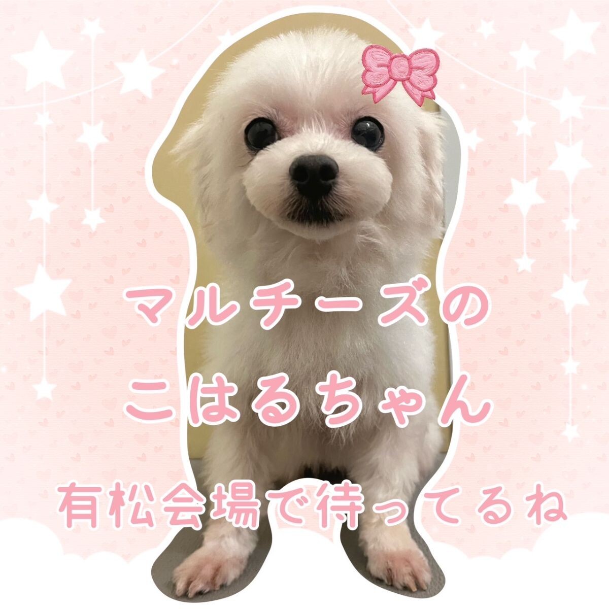 ベビーピンクフラワー、幅広シュシュ、わんちゃん猫ちゃん用