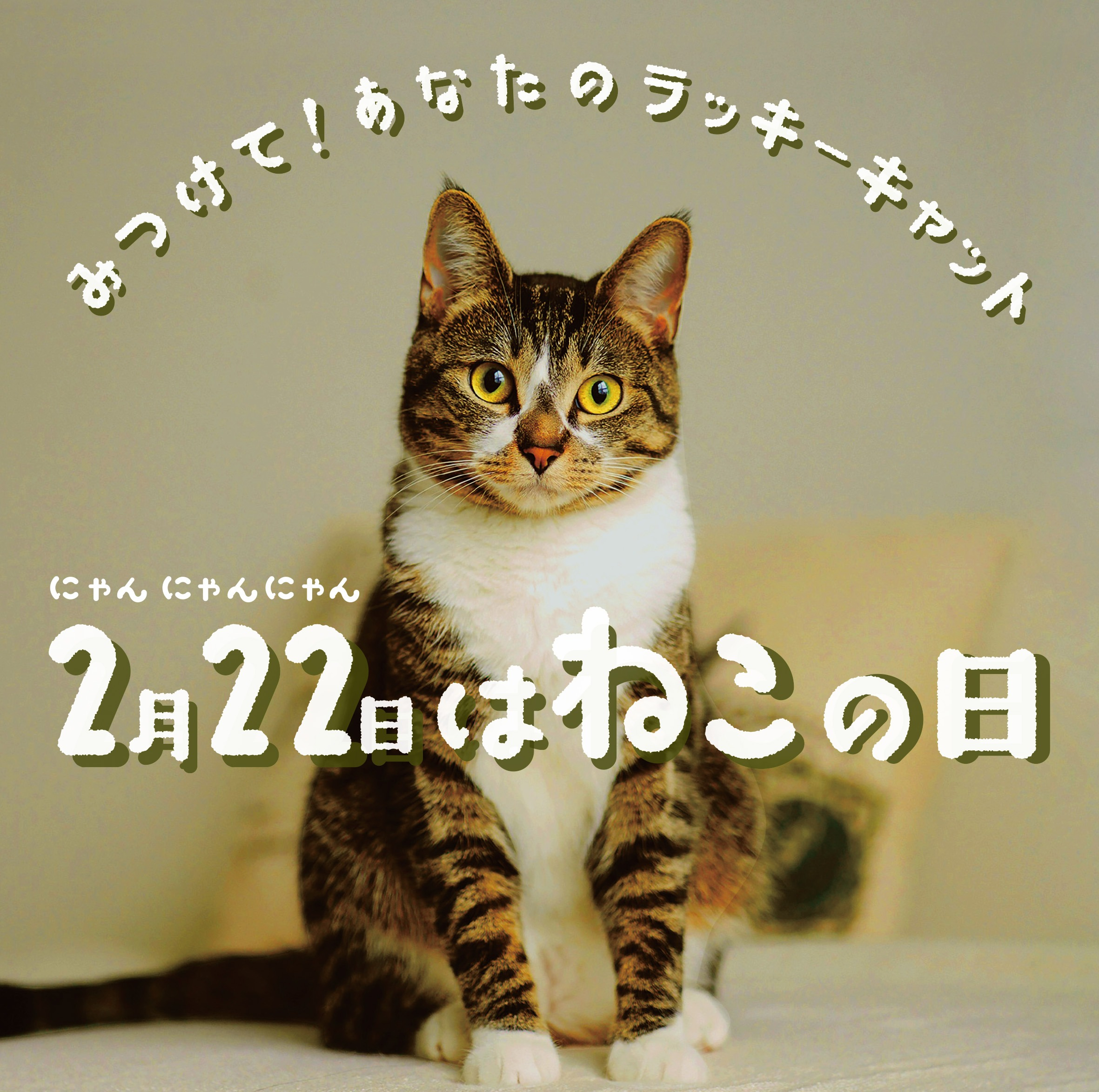 mofusand-_kurokonekoBIG_1-1-