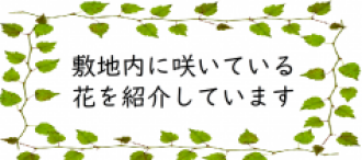 花ブログ