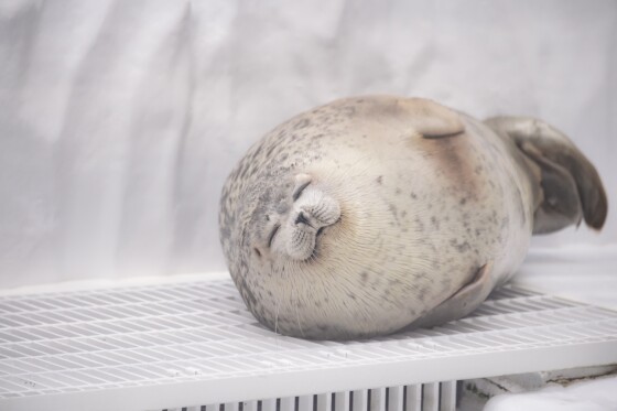 豚まん食べながら大阪を知ろう!