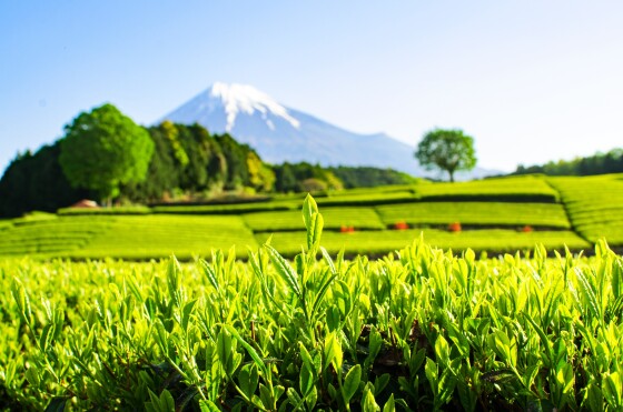 富士地域からリモート中継　大淵笹間と杉山フルーツからご紹介