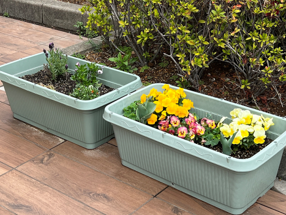 イオンタウンユーカリが丘「お花🌸係り」のご紹介