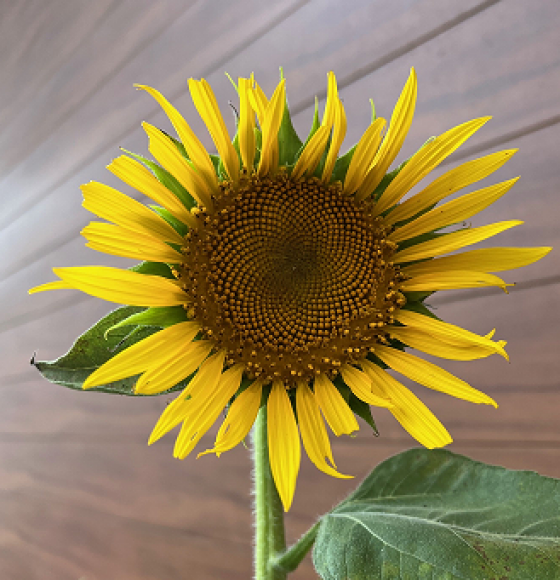 咲いた🌻咲いた🌻ヒマワリの花が～＜福島ひまわり里親プロジェクト＞
