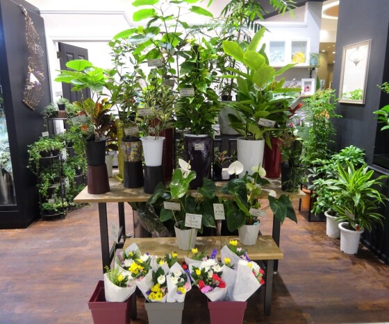 Aalsmeer