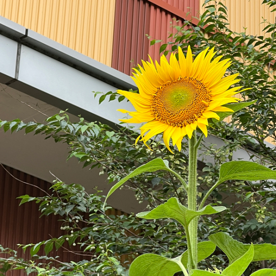 今年もひまわり咲きました🌻
