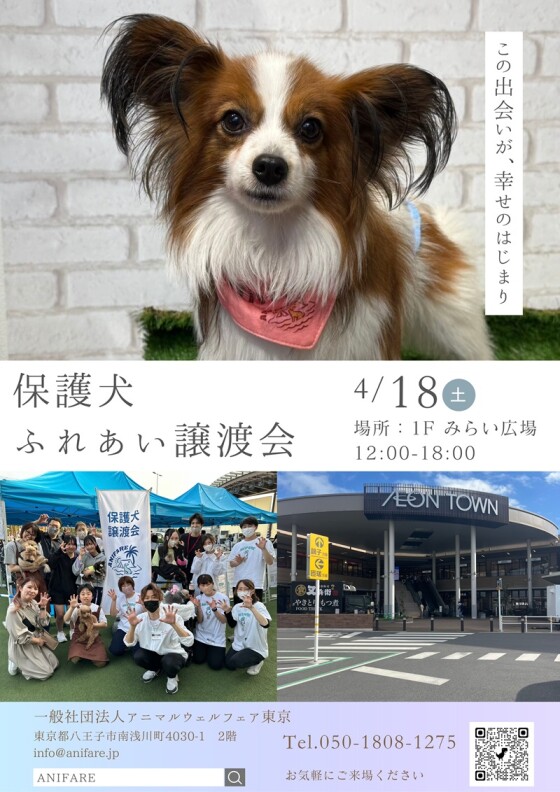 保護犬ふれあい譲渡会