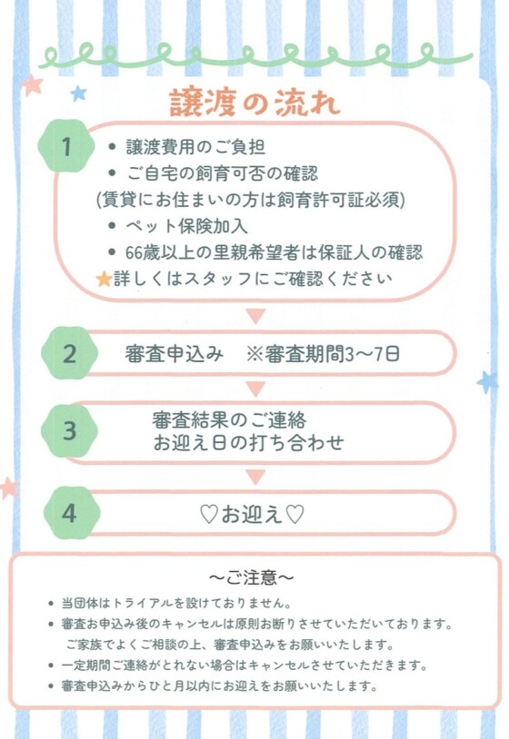 譲渡会のお知らせ