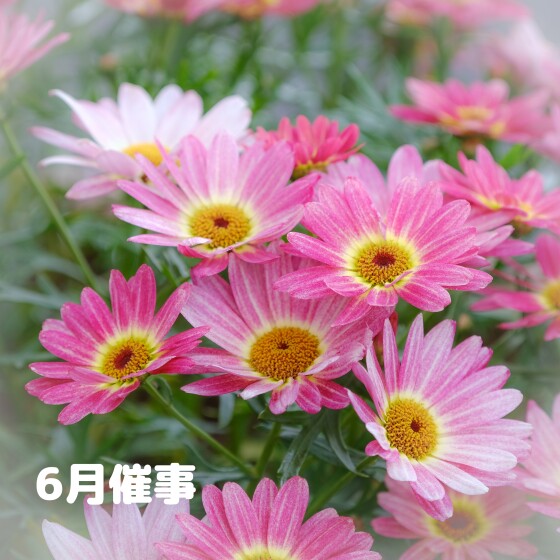 6月の催事