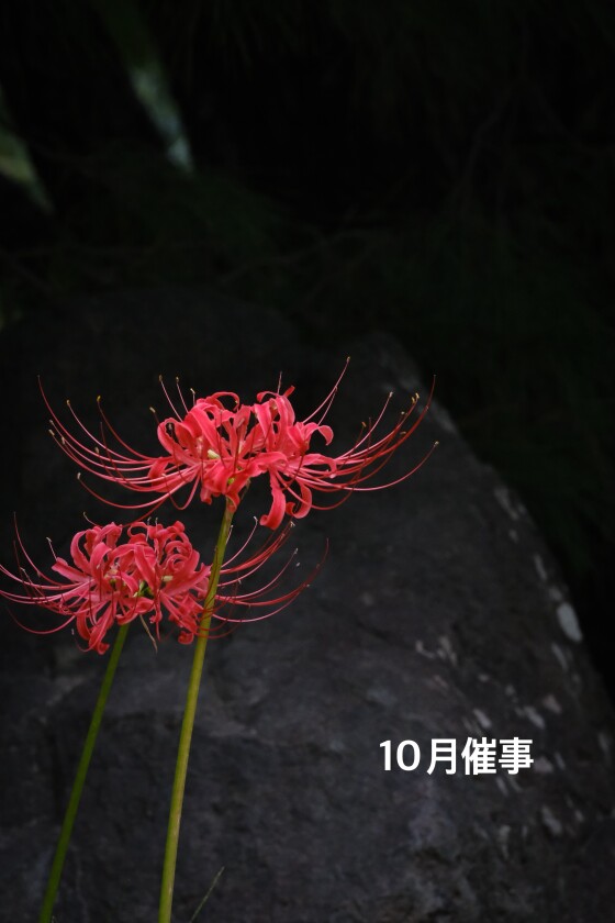 10月の催事