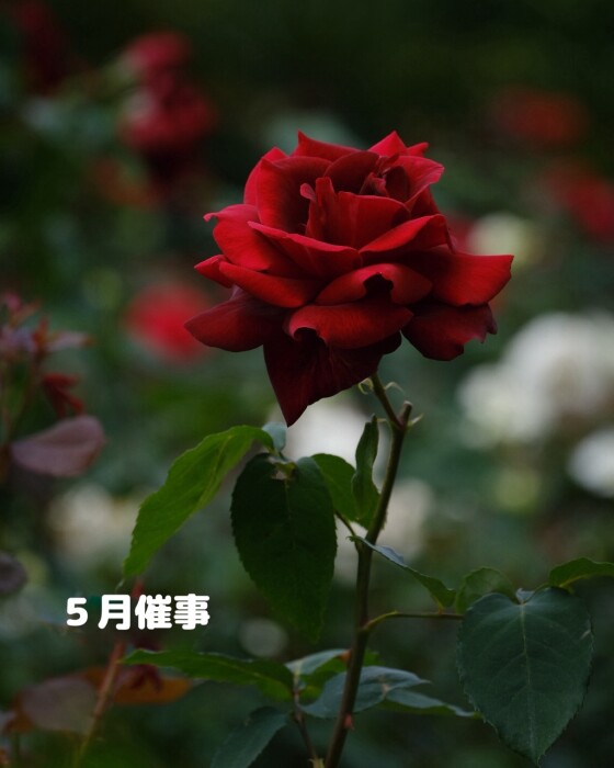 5月の催事