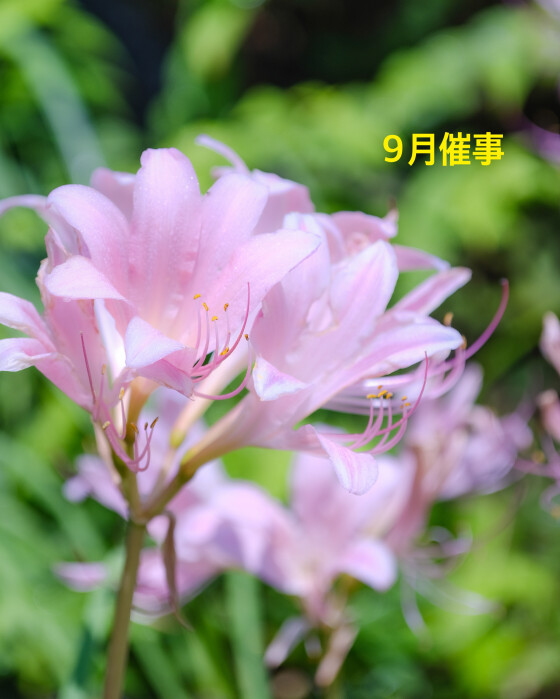 9月の催事
