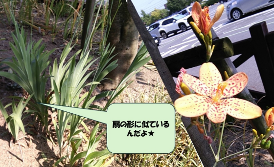 🌻イオンタウン津城山　～夏のお花達～🌻
