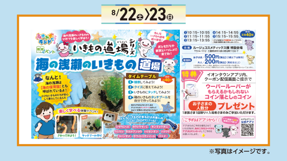 海の浅瀬のいきもの道場