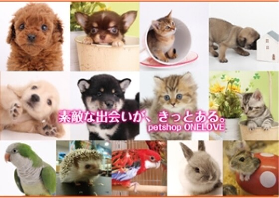 ワンラブ