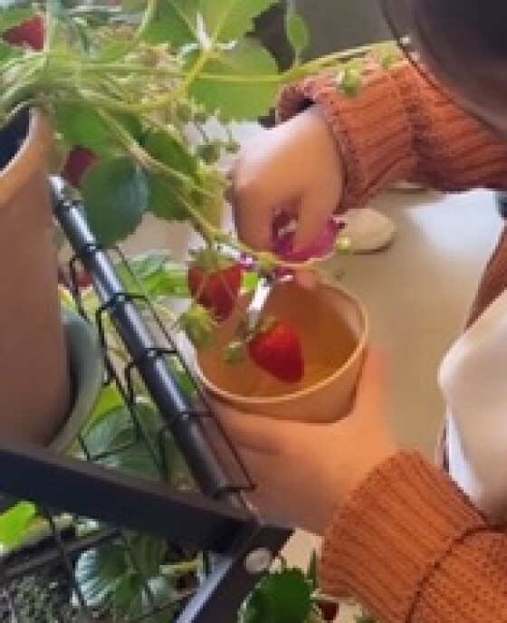 4/26（日）完熟古都華　いちご摘み体験