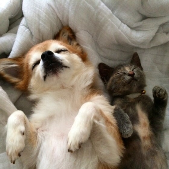 ペッツパーク出雲店🐶リニューアルオープン🐱協賛セール🎉