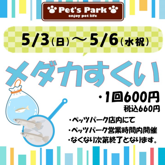 GWイベント💖メダカすくい🐟
