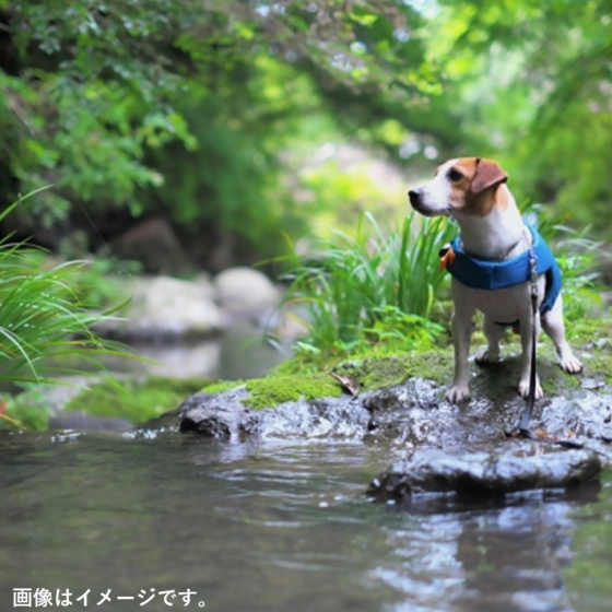 ワンちゃん用🐶ライフジャケット入荷しました✨