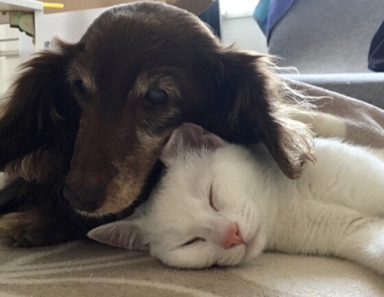 『ペットシッター士資格認定講座』受講申し込み受付中！