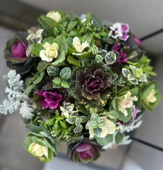 ウインターローズのドーム