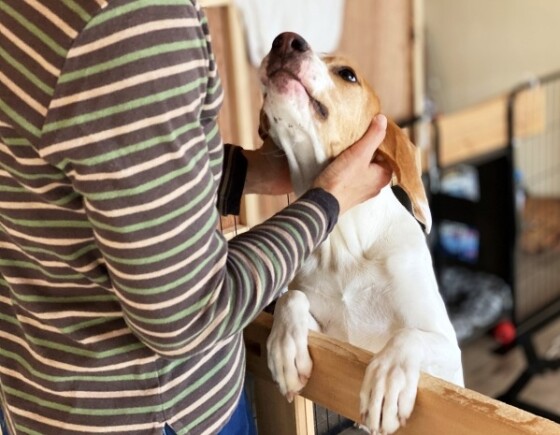 『ペットシッター士資格認定講座』受講申し込み受付中！