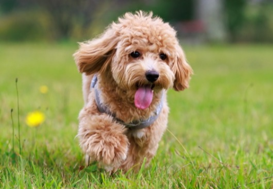 『ペットシッター士資格認定講座』受講申し込み受付中！