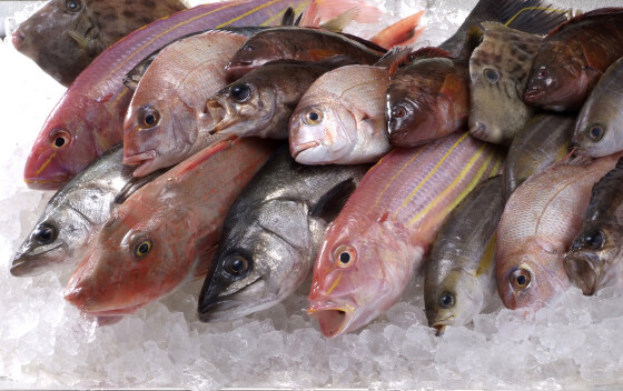 お魚市！インスタフォローで全品10％OFF！