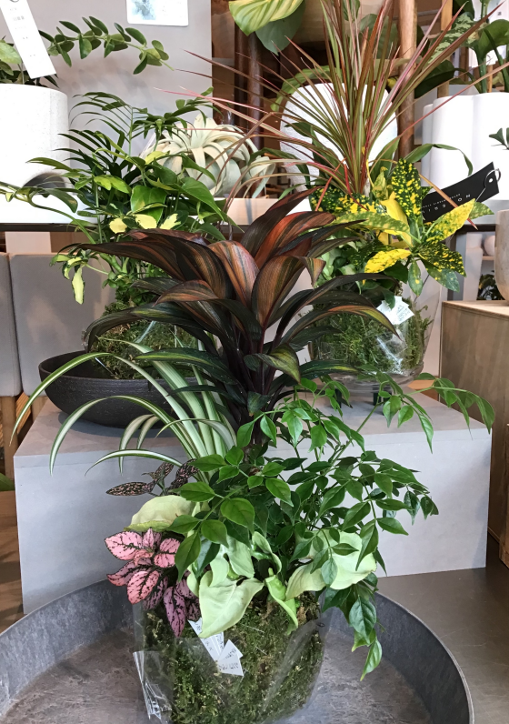 新しい植物が入荷しています🪴
