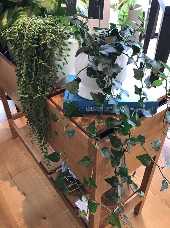 グリーン入荷