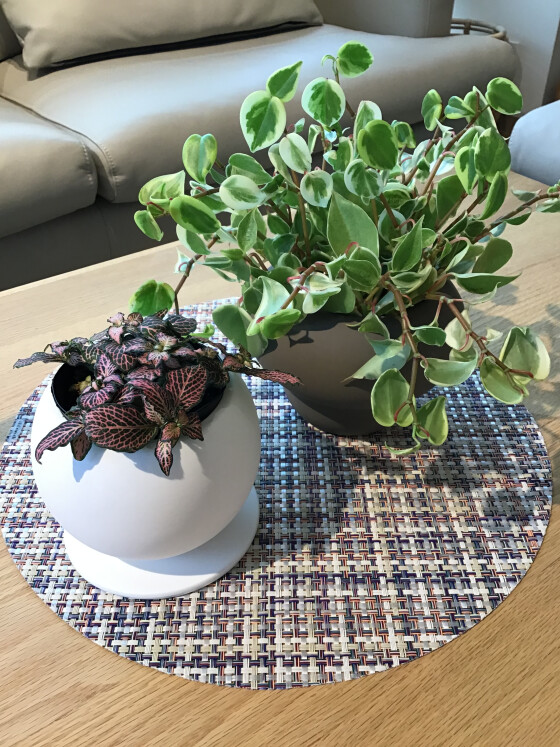 新作プラントポット