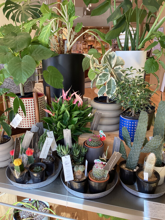 グリーン入荷🌲