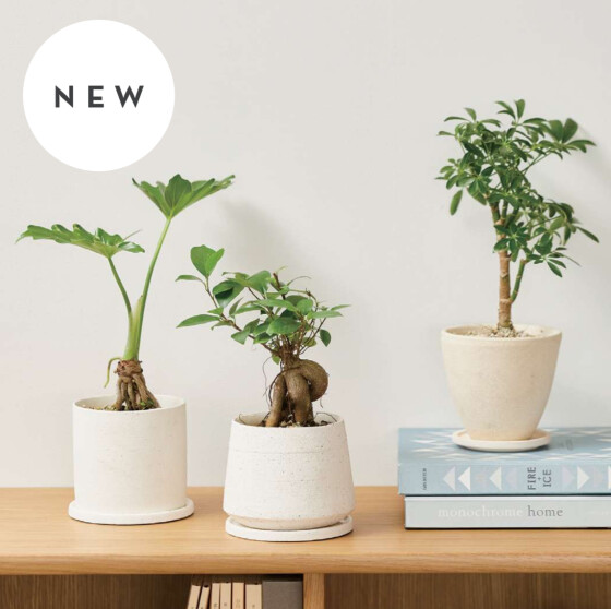 グリーン入荷🌲