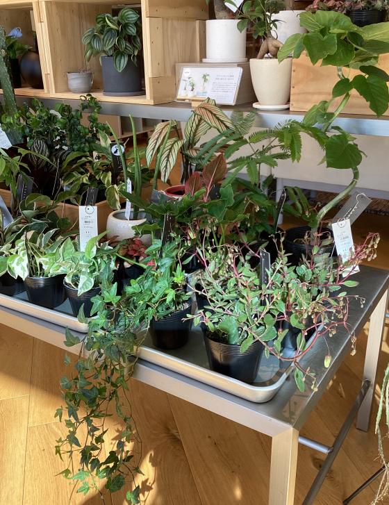 グリーン入荷🌲