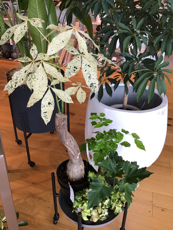 グリーン入荷
