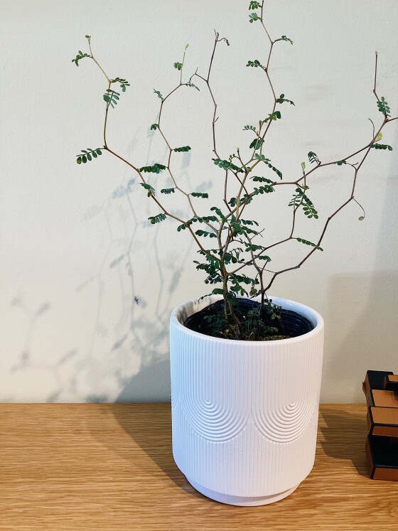 グリーン入荷