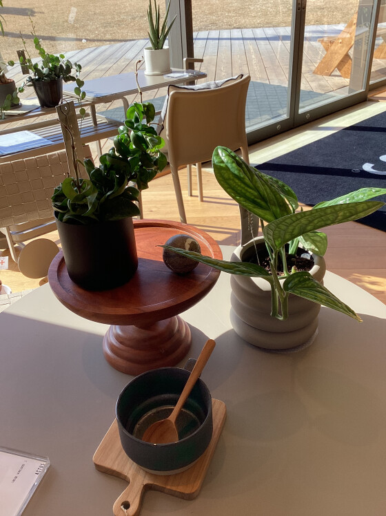 グリーン入荷🌲