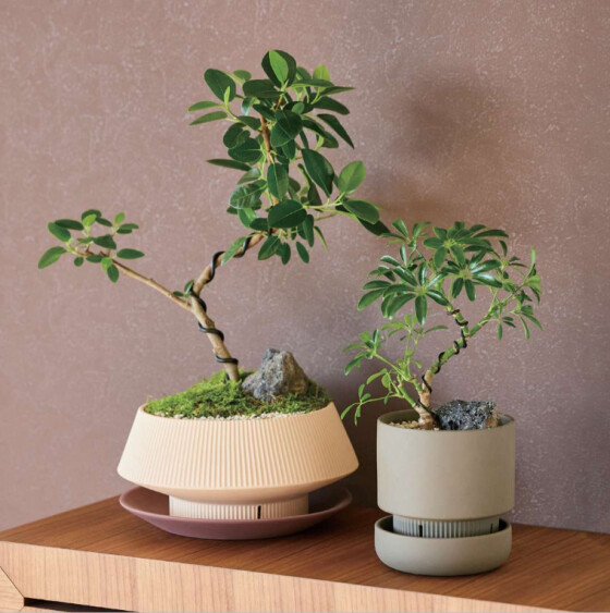 グリーン入荷🌲