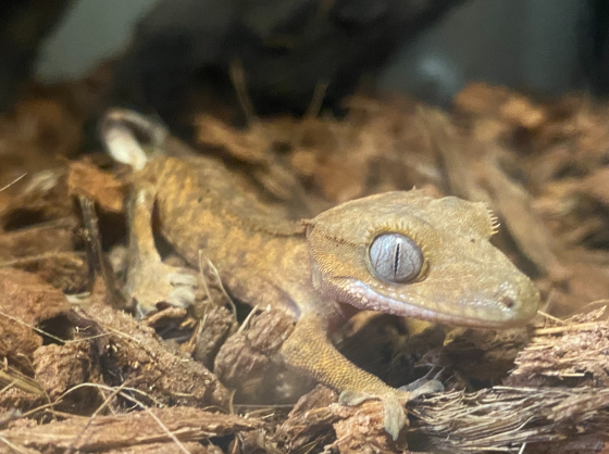 ヘンテコ動物展　～参加費無料～