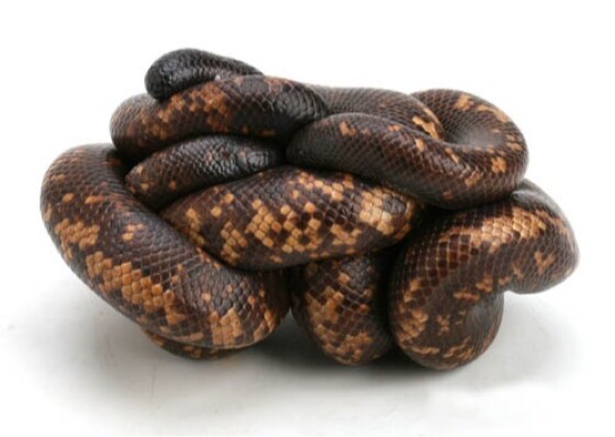 ヘンテコ動物展　～参加費無料～