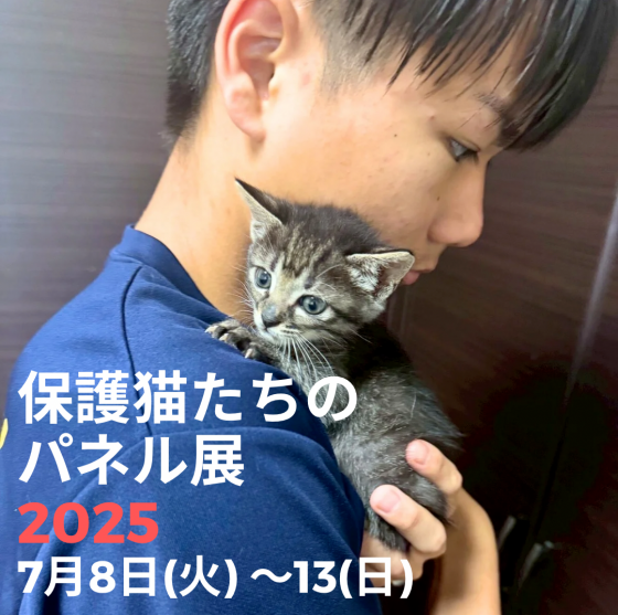 保護猫たちのパネル展