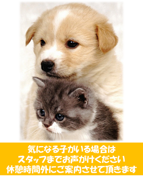 ワンちゃんネコちゃんの休憩時間