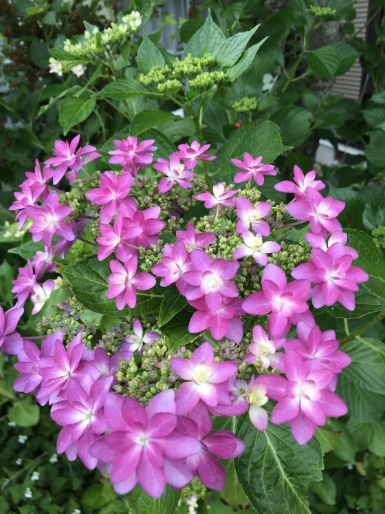 開運！あなたの運勢2026年1day講座のお知らせ