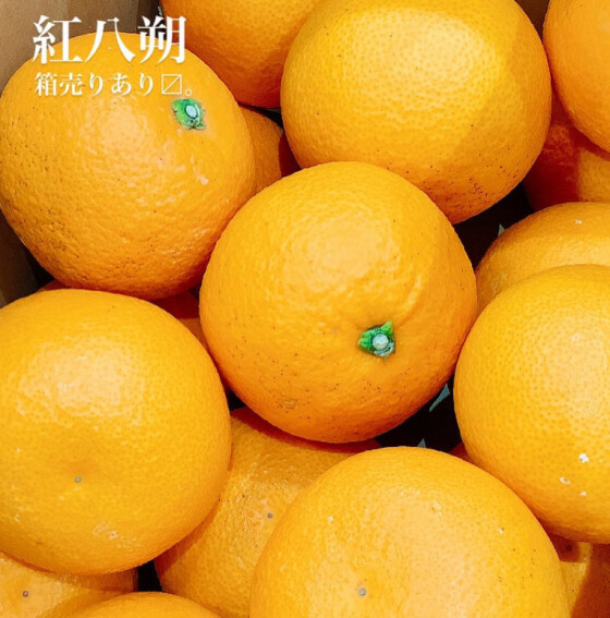とれたて元気市
