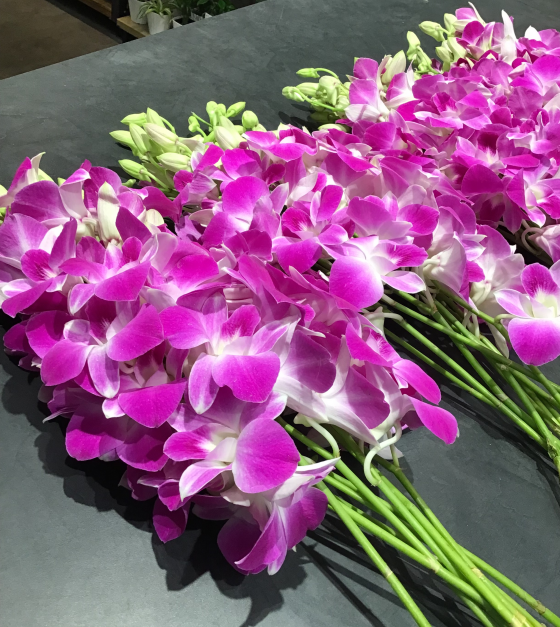 デンファレが入荷しました！