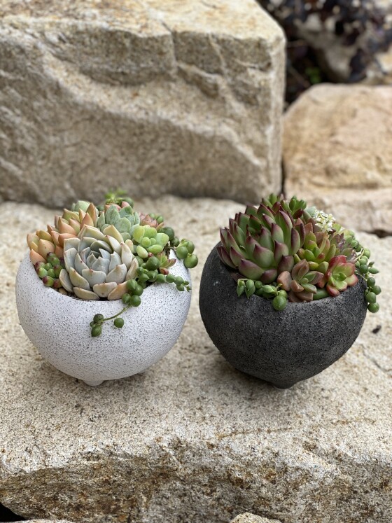 第3回 寄せ植えワークショップ《多肉の寄せ植え》