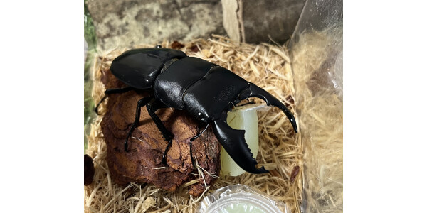本物に触れてみよう！「ドキドキ昆虫ふれあい教室」