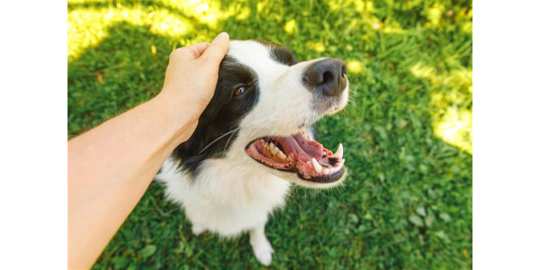 cotokoto初企画！ 愛犬とおでかけ準備