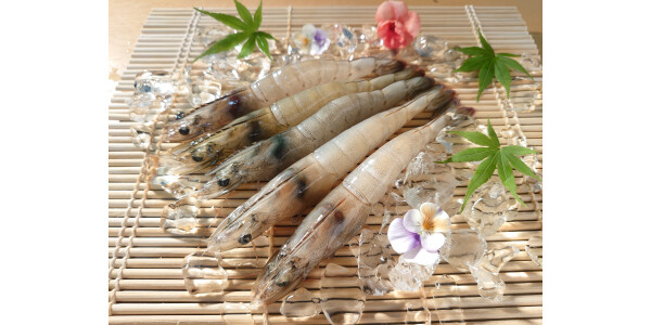 親子で楽しく学ぶ えびの陸上養殖