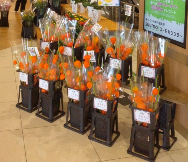 盆花販売